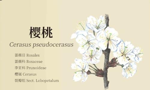 老农种树喃喃果怎么获得（老农种树怎么买）