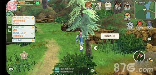 小森生活露桑松树