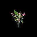 我的侠客桂花怎么获得（我的侠客昙花和桂花在哪）